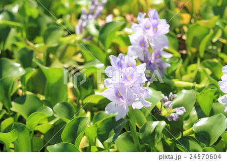 ホテイアオイの花 24570604