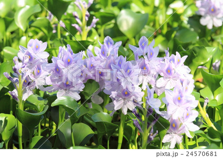 ホテイアオイの花 24570681