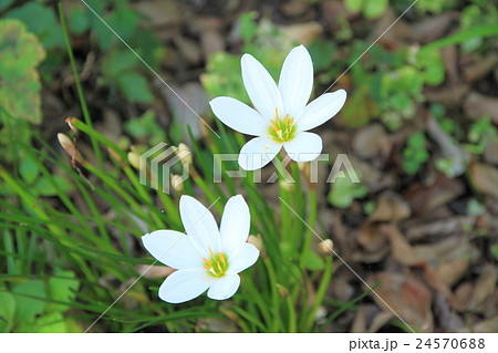 タマスダレの花 24570688