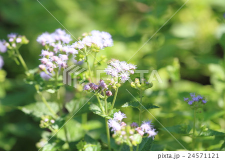 西洋フジバカマの花 24571121