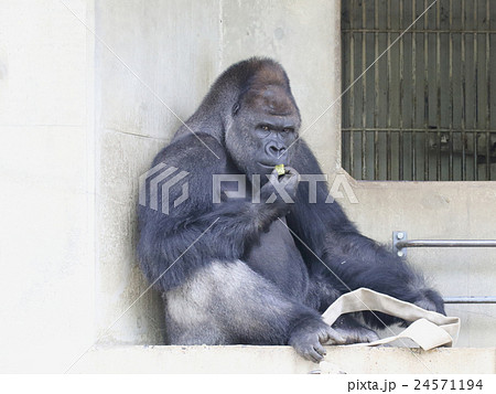 ゴリラ 24571194