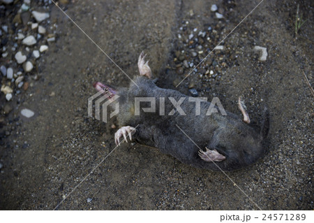 dead mole (Talpa europaea) dead mole (Talpa europaea) 24571289
