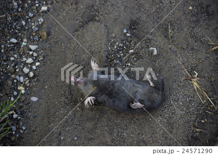 dead mole (Talpa europaea) 24571290