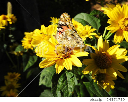 ヒメアカタテハは、色鮮やかなアゲハチョウで綺麗だ。コスモスの吸蜜などは一段と艶やかに見える。 24571750