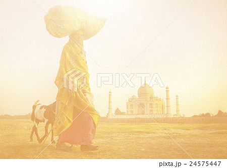 Indian Woman Carrying on Head and Goats near the Taj Mahal 24575447