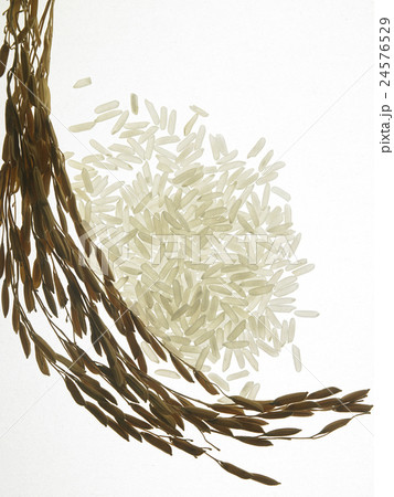 rice with backlit 24576529