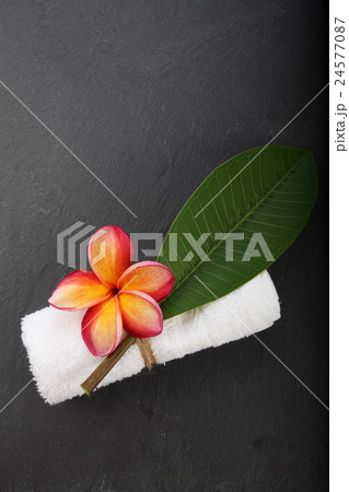 frangipani 24577087
