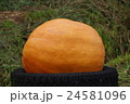 タイヤの上のカボチャ 24581096