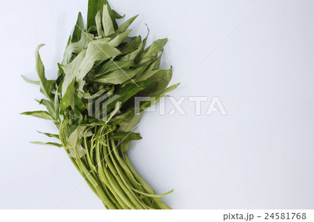 kangkong kangkong 24581768