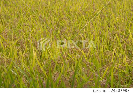 稲穂 稲穂 24582903
