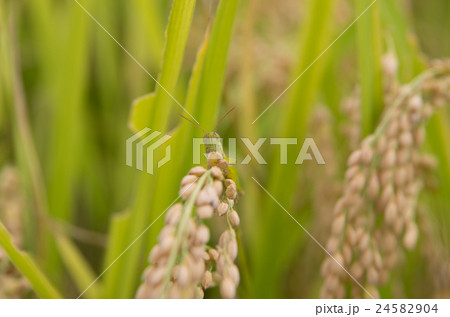稲穂とイナゴ 稲穂とイナゴ 24582904