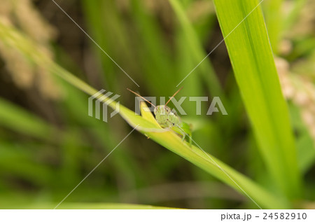 稲穂とイナゴ 稲穂とイナゴ 24582910