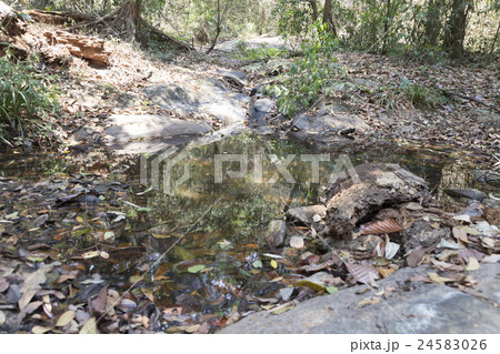 trail on hill in forest for hiking or trekking 24583026