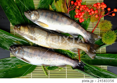 泣き尺イワナとヤマメ 24583356