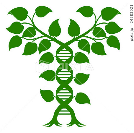 Double Helix DNA Plant Concept 24583921