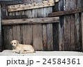 Stray dog lying on the ground 24584361