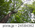 Tree with low angle view 24584362