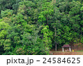 Tropical Rain Forest 24584625