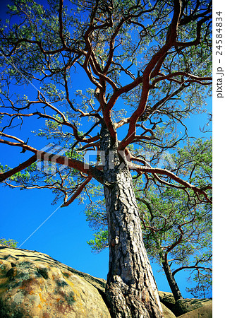 Pine tree in sunny forest 24584834