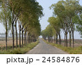Country road with tree on both side  24584876