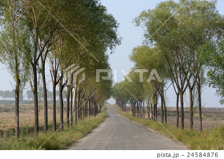Country road with tree on both side Country road with tree on both side 24584876