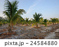Oil Palm Plantation  24584880