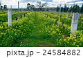 Abandon vineyard in Hunter valley, Australia 24584882