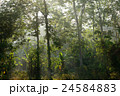 Tropical Rain Forest in the morning 24584883