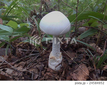 ドクツルタケ 24584952