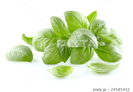 Basil leaves Basil leaves 24585432