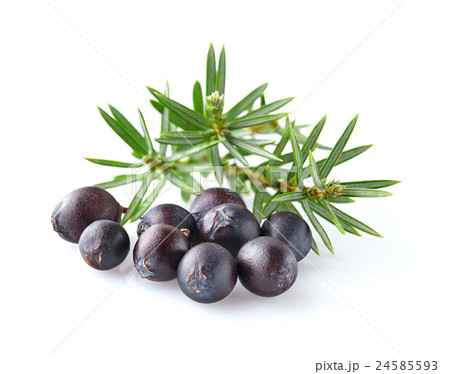 Juniper in closeup 24585593