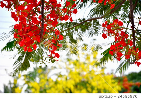 The flame tree in low angle shot. The flame tree in low angle shot. 24585970