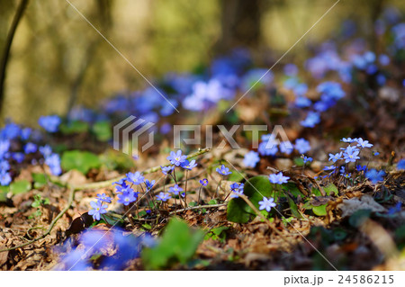 Blossoming hepatica flower in early spring Blossoming hepatica flower in early spring 24586215