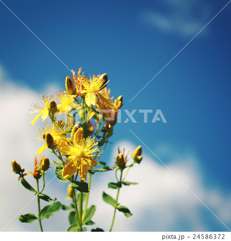 Bunch of Saint John's wort flowers. Russian North. 24586372