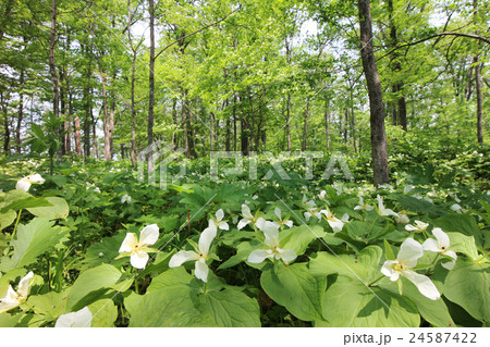 六花の森2 六花の森2 24587422