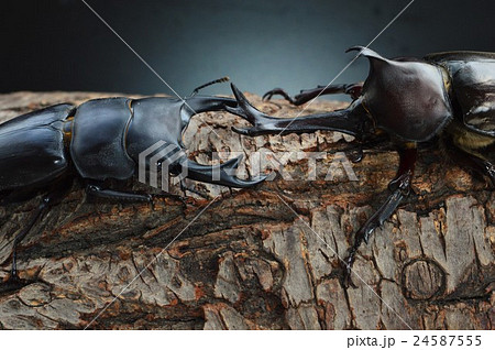 国産オオクワガタｖｓ国産カブトムシの樹木の上での戦い 黒背景の写真素材