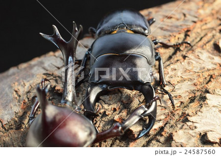 国産オオクワガタｖｓ国産カブトムシの樹木の上での戦い 黒背景の写真素材