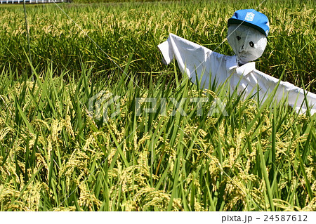 稲穂１８ 24587612