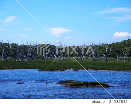 ナナワラ 24587835