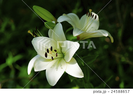 白百合 24588657