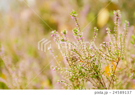 Blooming heather flowers 24589137