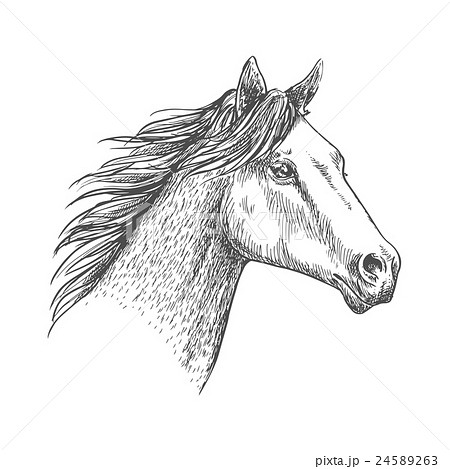 Horse head pencil sketch strokes portrait Horse head pencil sketch strokes portrait 24589263