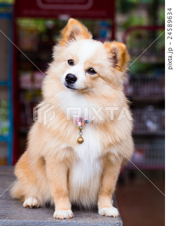 Brown dog standing looking forward. Brown dog standing looking forward. 24589634