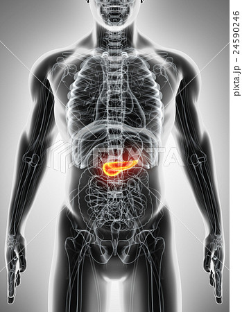3D illustration of Pancreas - digestive system. 3D illustration of Pancreas - digestive system. 24590246