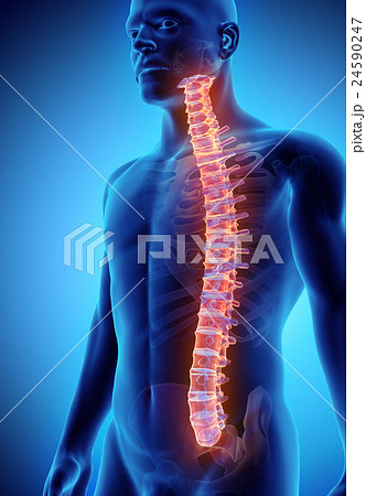 3D illustration of Spine, medical concept. 24590247