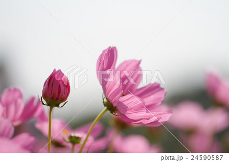 Cosmos Flowers 24590587