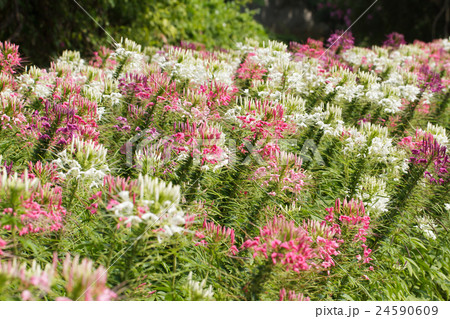 Spider Flower 24590609