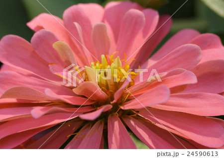 Red impatiens flower 24590613