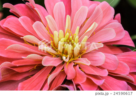 Red impatiens flower 24590617