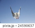 海鳥 24590637